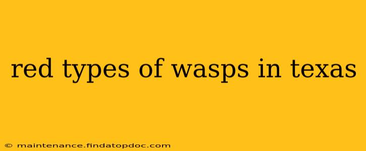 red types of wasps in texas