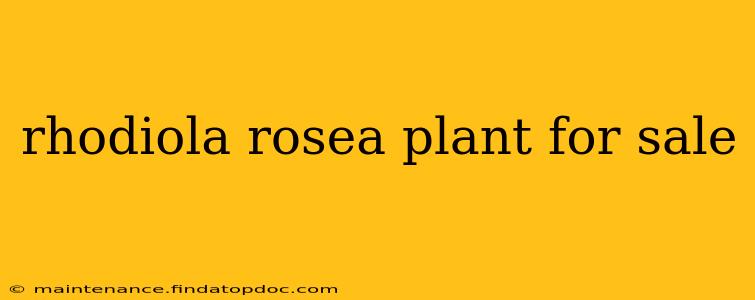 rhodiola rosea plant for sale
