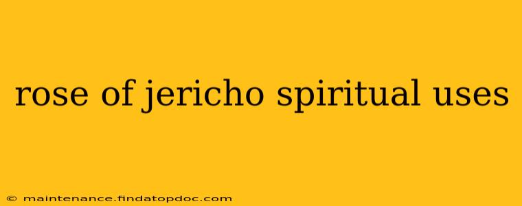 rose of jericho spiritual uses