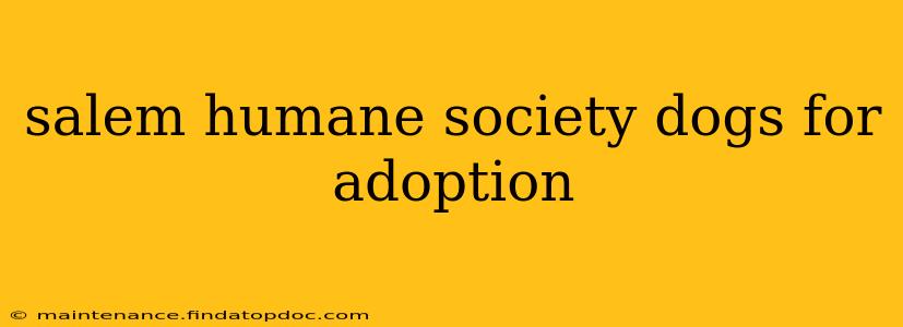 salem humane society dogs for adoption
