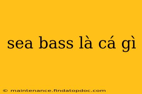 sea bass là cá gì