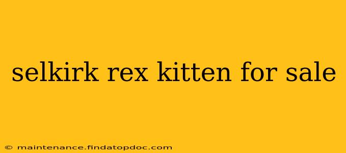selkirk rex kitten for sale