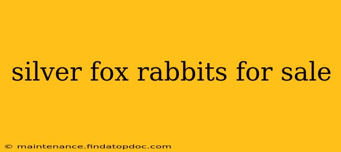 silver fox rabbits for sale
