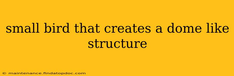 small bird that creates a dome like structure