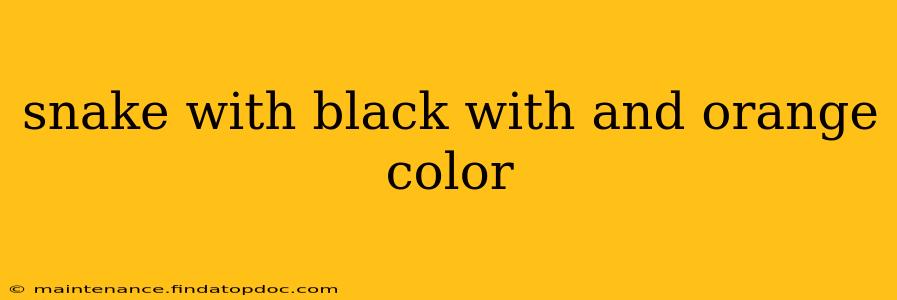 snake with black with and orange color