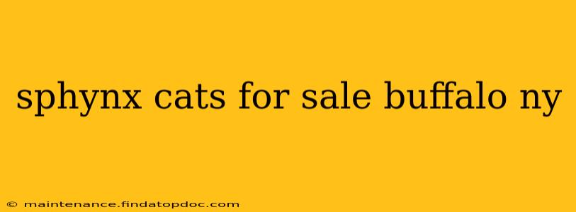 sphynx cats for sale buffalo ny