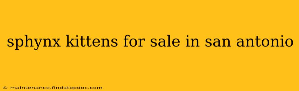 sphynx kittens for sale in san antonio