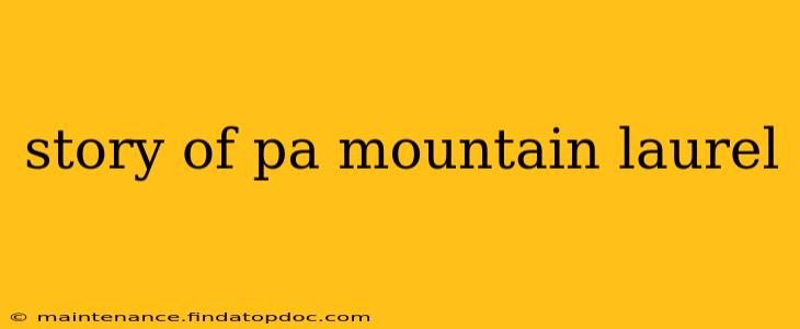 story of pa mountain laurel