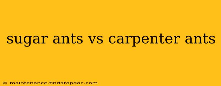 sugar ants vs carpenter ants