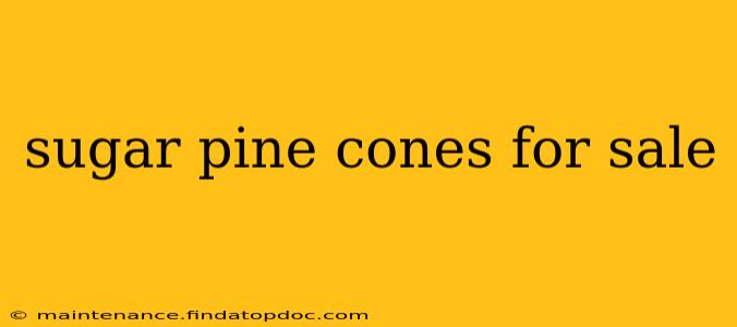 sugar pine cones for sale