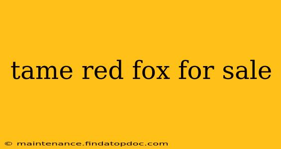 tame red fox for sale