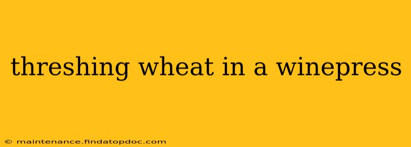 threshing wheat in a winepress