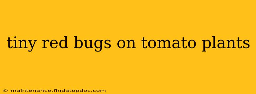 tiny red bugs on tomato plants