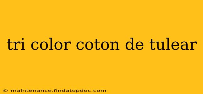 tri color coton de tulear