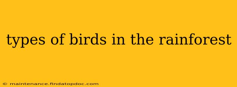 types of birds in the rainforest