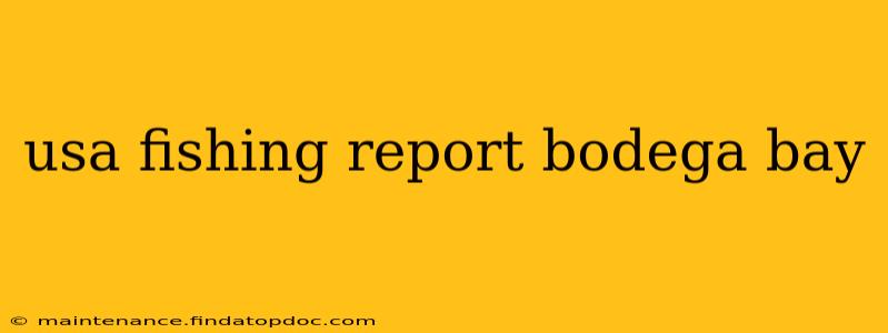 usa fishing report bodega bay