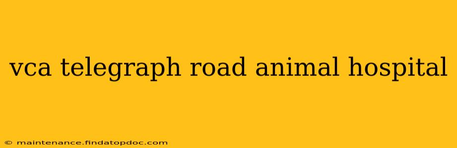 vca telegraph road animal hospital