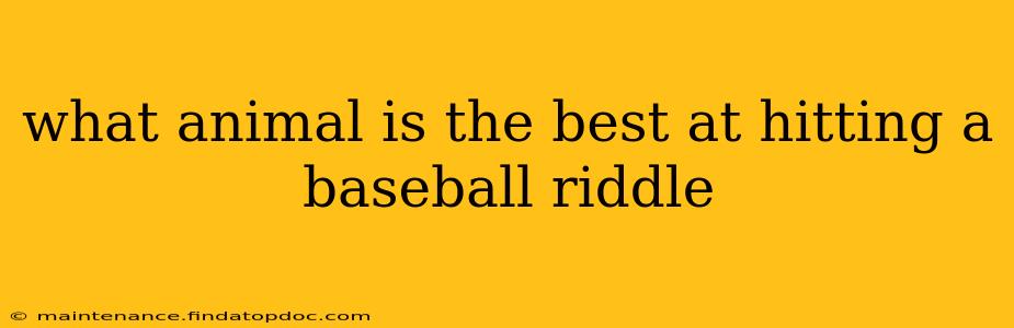 what animal is the best at hitting a baseball riddle