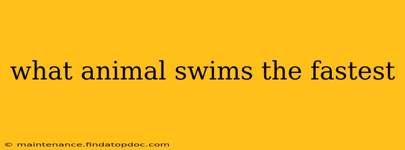 what animal swims the fastest