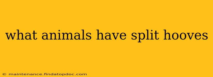 what animals have split hooves