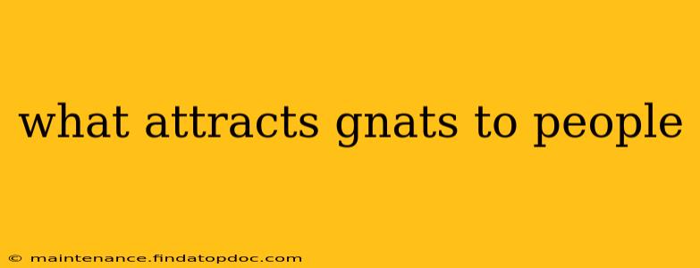 what attracts gnats to people
