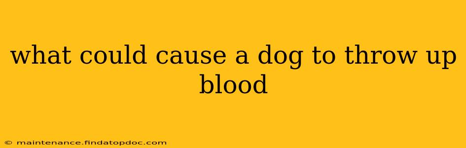 what could cause a dog to throw up blood