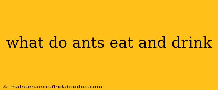 what do ants eat and drink