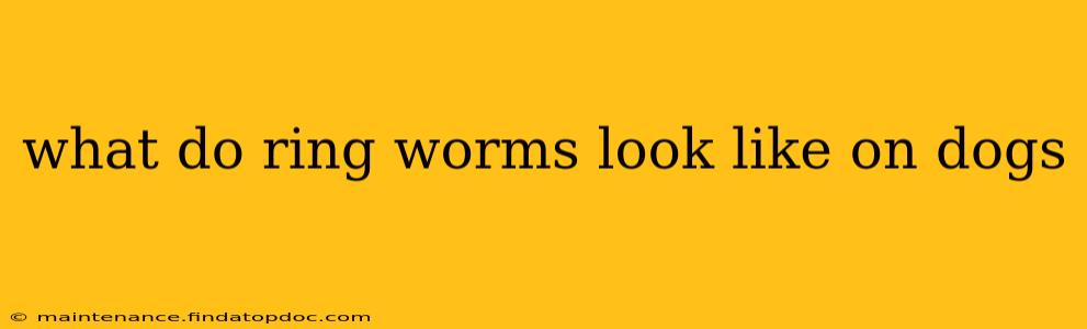 what do ring worms look like on dogs