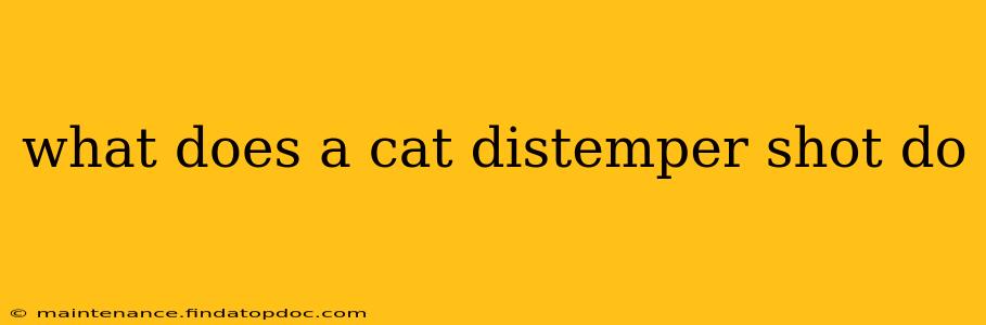 what does a cat distemper shot do
