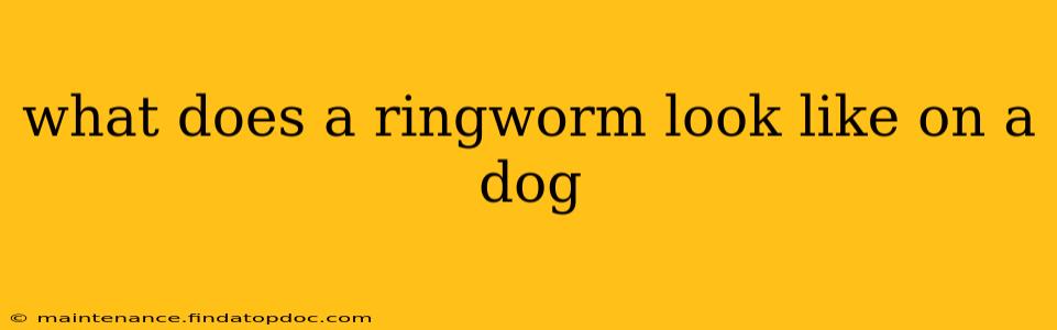 what does a ringworm look like on a dog