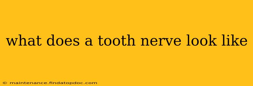 what does a tooth nerve look like