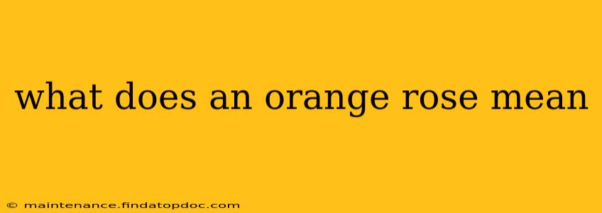 what does an orange rose mean