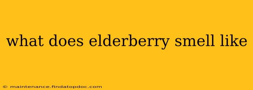what does elderberry smell like