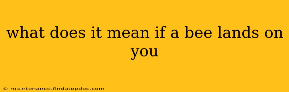 what does it mean if a bee lands on you