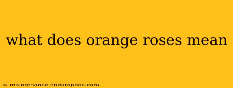 what does orange roses mean
