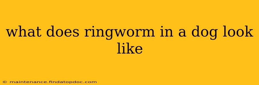 what does ringworm in a dog look like