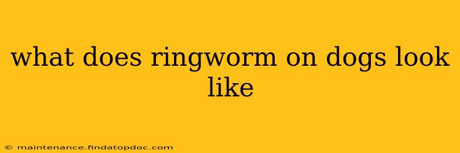 what does ringworm on dogs look like