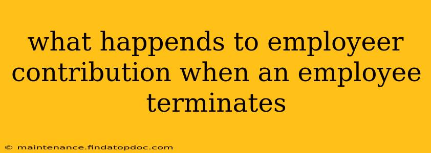 what happends to employeer contribution when an employee terminates