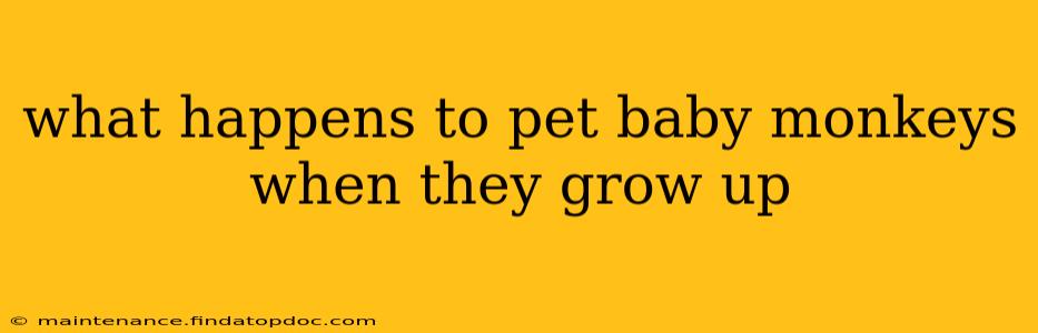 what happens to pet baby monkeys when they grow up