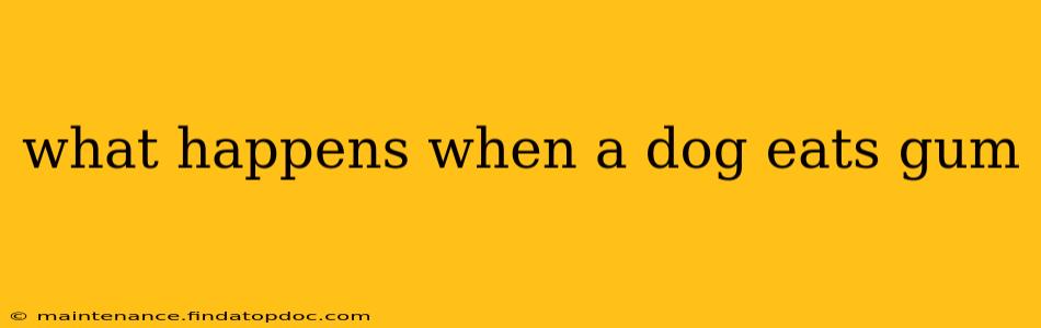 what happens when a dog eats gum