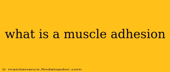 what is a muscle adhesion