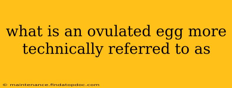 what is an ovulated egg more technically referred to as