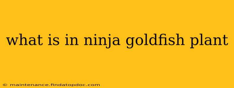 what is in ninja goldfish plant