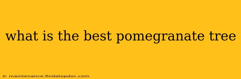 what is the best pomegranate tree