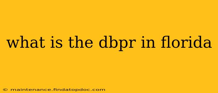 what is the dbpr in florida