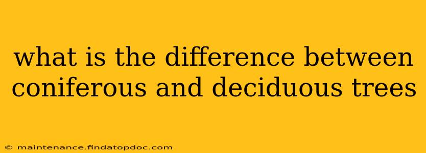 what is the difference between coniferous and deciduous trees