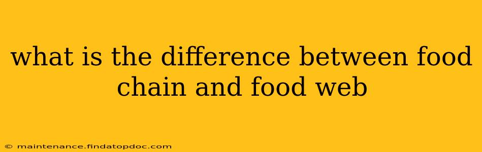 what is the difference between food chain and food web