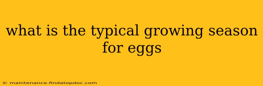 what is the typical growing season for eggs