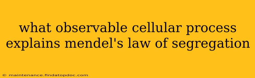 what observable cellular process explains mendel's law of segregation