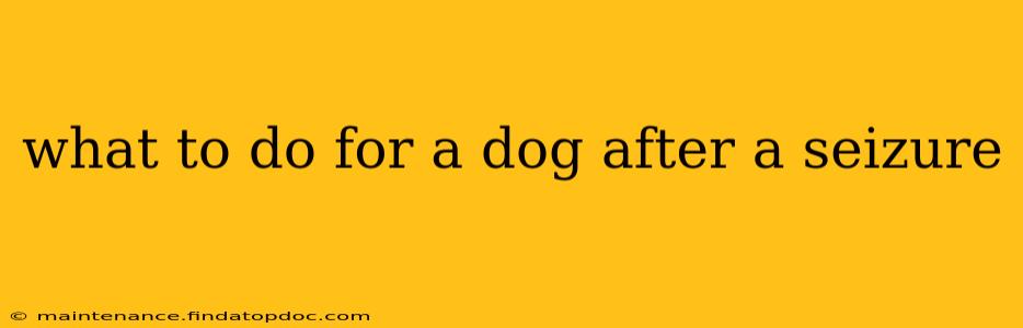 what to do for a dog after a seizure